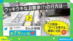 「絶対イヤわん!?」“散歩の行き先”に気づいて逃げようとするイヌが話題