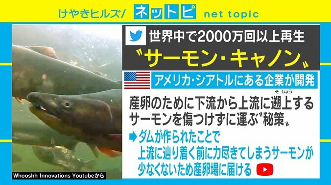 サーモンを無事産卵場へ！ 米企業が開発「サーモン・キャノン」が話題に 1枚目