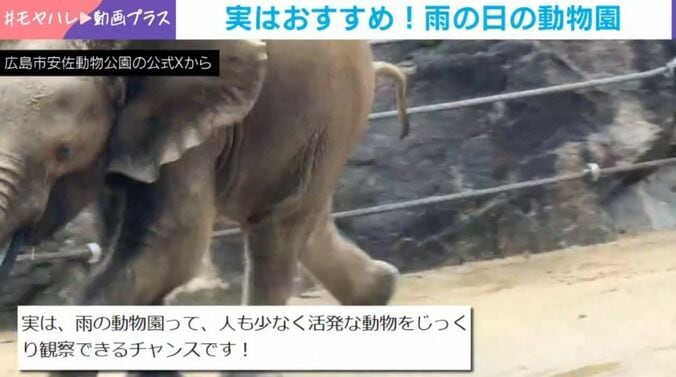 アオくん