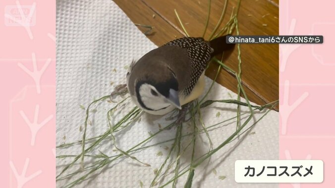 部屋で餌（えさ）を食べる