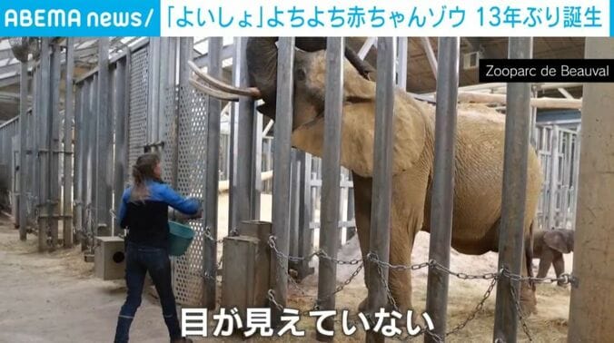 盲目の母親ゾウ