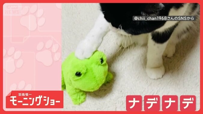 「良い子良い子だニャン」カエル？パンダ？　間違えずなでる猫ちゃん　聞き分けてる？ 1枚目
