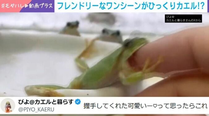 カエル
