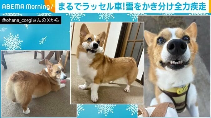 普段のオハナちゃん