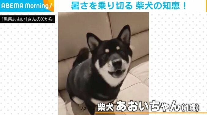 柴犬のあおいちゃん
