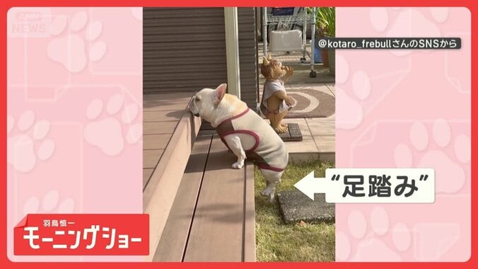 「よいしょだワン」　必死に足踏み　段差に苦戦するワンちゃん　なぜうまく上れない？ 1枚目