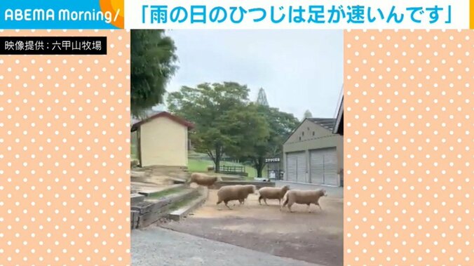 羊たちの猛ダッシュ
