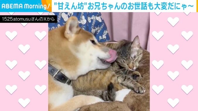 柴犬の「春陽くん」、猫の「つくし」ちゃん