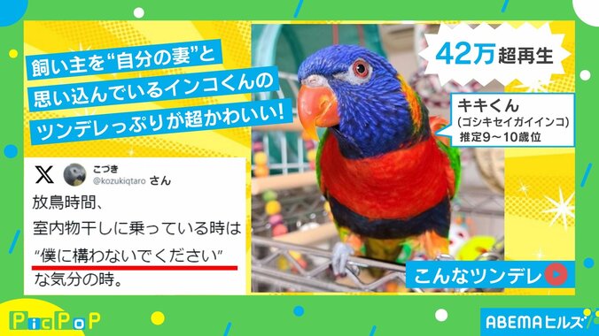 「僕に構わないでください」 飼い主を気遣って？アフターフォローするインコの“ツンデレ”ぶりに「度肝を抜かれるファンサ」「かわいい」と反響 1枚目