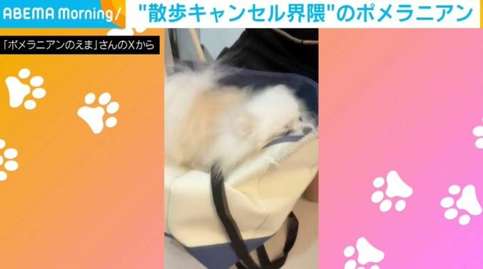ポメラニアンのえまちゃん