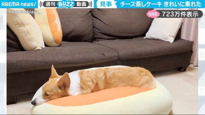 コーギーの「こまちちゃん」