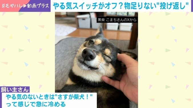 黒柴