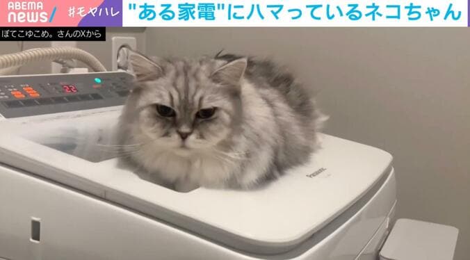 メインクーン・こゆきちゃん（4）