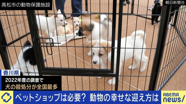 【写真・画像】なくならない犬猫の殺処分…ペットショップとの関係は？ “飼う”と“繁殖”の分離が課題？ 「生体販売」を考える　1枚目