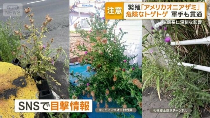 SNS上でも相次ぐ目撃情報