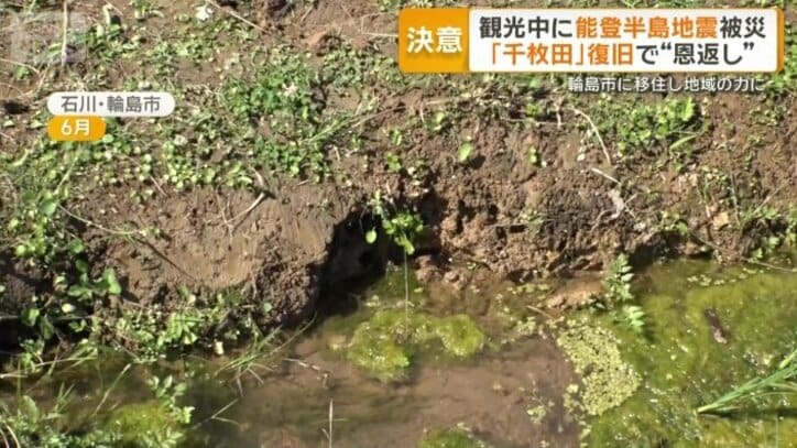 田んぼにも被害