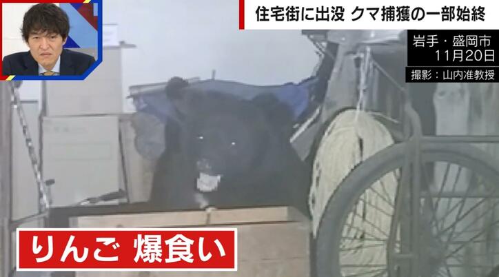 【写真・画像】“りんご爆食いクマ”が出没 麻酔吹き矢が3発命中…カメラが捉えた捕獲の一部始終　1枚目