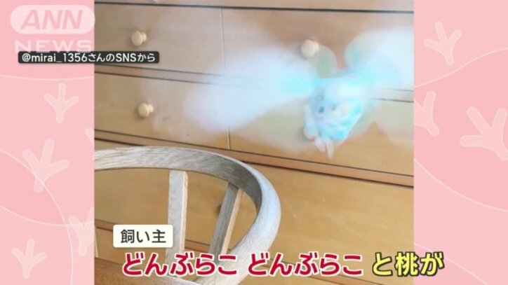 「どんぶらこ」で飼い主まっしぐらなインコさん 名前呼んでもスルー 桃太郎好き?