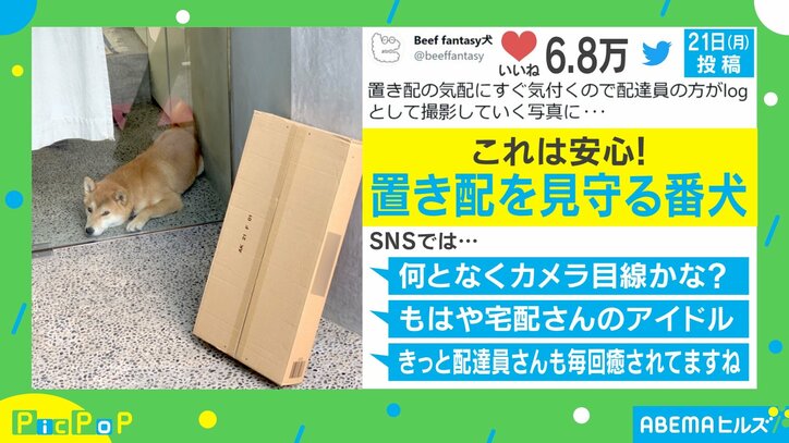 来年もよろしくワン！ 2021年に話題を集めた犬のかわいすぎる投稿5選