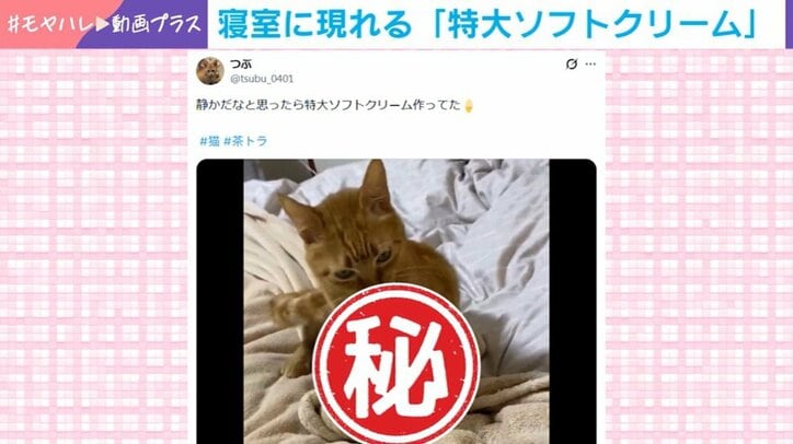猫のつぶちゃん