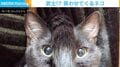 シッポが顔の真ん中に！？“キョトン顔”でモヒカン姿を披露した猫に「ちょんまげニャン」「アバターみたい」などの反響