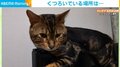 薄型テレビに「ヒシッ！」不安定なくつろぎ方をする猫に「なぜそこにｗ」「ほんのりあったかいから」の声