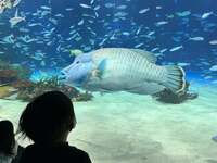 杉浦太陽『水族館へ』