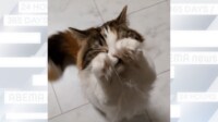 【映像】猫の“あざと可愛すぎる”仕草