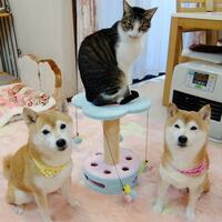 ひかいちミルキー オフィシャルブログ「柴犬ひかりといちごと猫ミルキー」Powered by Ameba