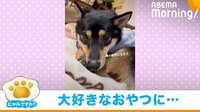 柴犬におやつを近づけたときの“秀逸リアクション”