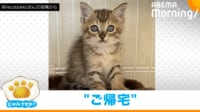 【映像】まだ警戒中？自分で扉を閉じて戻っていく保護猫