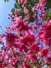 熊井友理奈『天使』