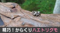 【週刊BUZZ動画】精巧!からくりハエトリグモ