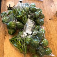 堀ちえみ『直美ちゃんと柚子胡椒作り』