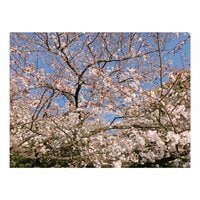 辻希美『お花見♡』