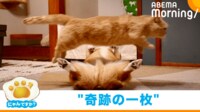 【映像】まるでサーカス!?短足マンチカン＆コーギーが技披露