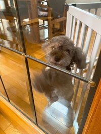 堀ちえみ『ちか・ゆきちゃん並んで待つ!』