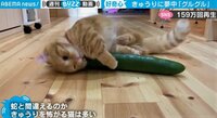 【映像】きゅうりと格闘する猫
