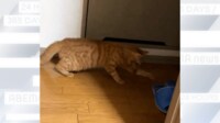 “スリッパ”にビビりまくり　弾け飛ぶ猫