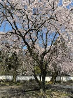 料理研究家、“日本一の圧巻”桜の名所を絶賛「予想以上に期待以上に凄かった!!!」