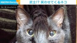 シッポが顔の真ん中に！？“キョトン顔”でモヒカン姿を披露した猫に「ちょんまげニャン」「アバターみたい」などの反響