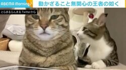 舐め続けられたしっぽが筆の毛先のように…それでも“ノーリアクション”のキジトラに反響