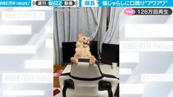 頭が取れちゃうよ！ 猫が興奮しすぎて大変なことに… 口を開いてアワアワ、前脚も空振り　猫じゃらしと格闘する可愛すぎる姿が話題に