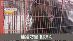 冬眠しないクマ被害相次ぐも　箱わな妨害騒動…足蹴り破壊　獣害悩むハンター怒り