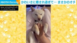 ウトウト表情の豆柴 寝落ち寸前で起きた “まさかのオチ” に「表情がたまりません」「めちゃくちゃ可愛い」と悶絶の声