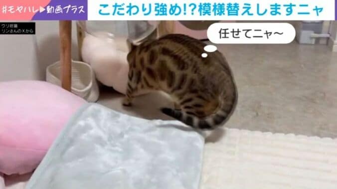 猫のリンちゃん