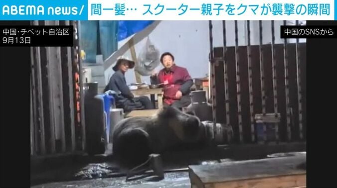 チベットヒグマ