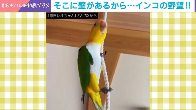 シロハラインコ・レオちゃん（8歳）