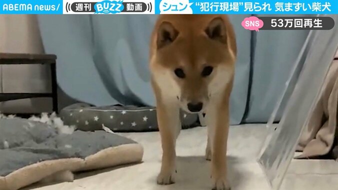 犯行現場を目撃され“しまった”顔の柴犬 重～い足取りで反省アピール「人間社会にもこういう人いる笑」 1枚目
