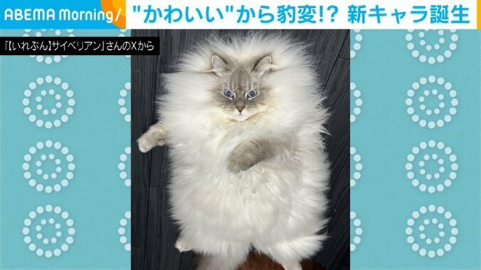 サイベリアンのいれぶんくん（2歳）